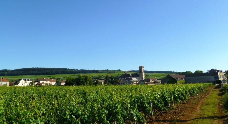 AOC Pommard in de Côte de Beaune (Wijn uit Bourgogne)